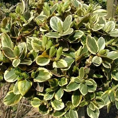 Бересклет КАНАДЕЙЛ ГОЛД   Бересклет КАНАДЕЙЛ ГОЛД  в Новосибирске