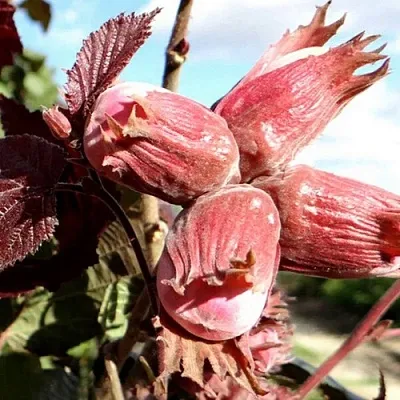 Фундук АЛЫЙ ПАРУС  Фундук АЛЫЙ ПАРУС в Новосибирске