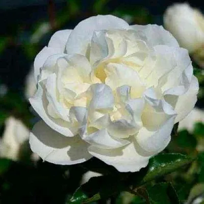 Саженцы роз ВАЙТ МЕЙДИЛАНД почвопокровная в Новосибирске