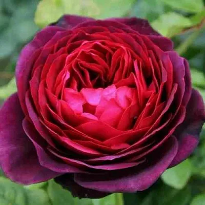 Саженцы роз АСТРИД ГРАФИН ФОН ХАРДЕНБЕРГ шраб в Новосибирске