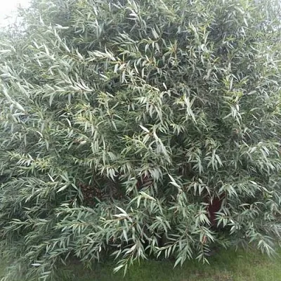 Ива СЕРЕБРИСТАЯ  Ива СЕРЕБРИСТАЯ в Новосибирске