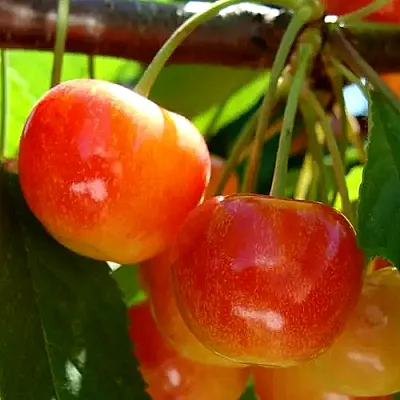 Черешня  Черешня в Новосибирске