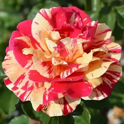 Саженцы роз ВАНИЛЛА ФРАЙЗ плетистая  Саженцы роз ВАНИЛЛА ФРАЙЗ плетистая в Новосибирске