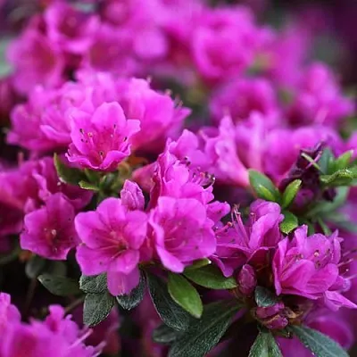 Азалия ХИРОКА японская  Азалия ХИРОКА японская в Новосибирске