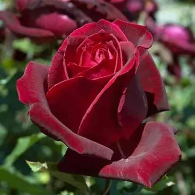 Саженцы роз ПАПА МЕЙЯН чайно-гибридная в Новосибирске