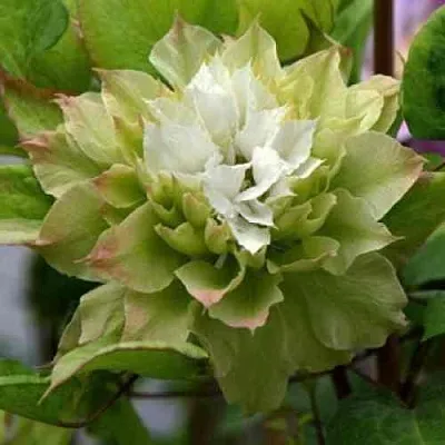 Клематис СЕН-НО-КЕЙЗ  Клематис СЕН-НО-КЕЙЗ в Новосибирске