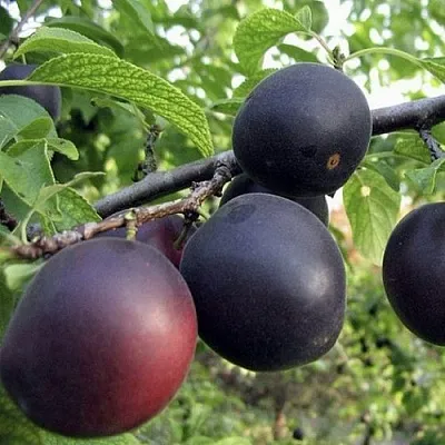 Абрикос МОНАРЕЗИ  Абрикос МОНАРЕЗИ в Новосибирске