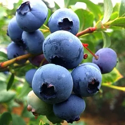 Голубика ДЮК  Голубика ДЮК в Новосибирске