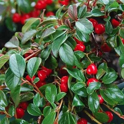 Кизильник Даммера в Новосибирске