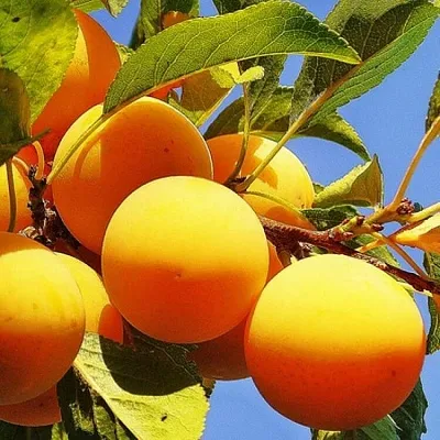 Желтая   Желтая  в Новосибирске