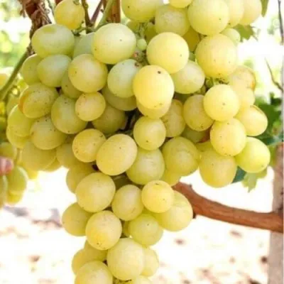 Виноград ТАЛИСМАН в Новосибирске