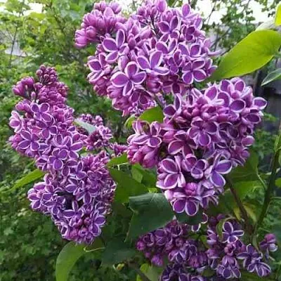 Сирень СЕНСАЦИЯ  Сирень СЕНСАЦИЯ в Новосибирске