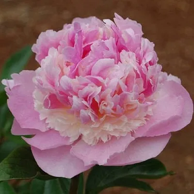 Пион ЭНДЖЕЛ ЧИКС травянистый  Пион ЭНДЖЕЛ ЧИКС травянистый в Новосибирске