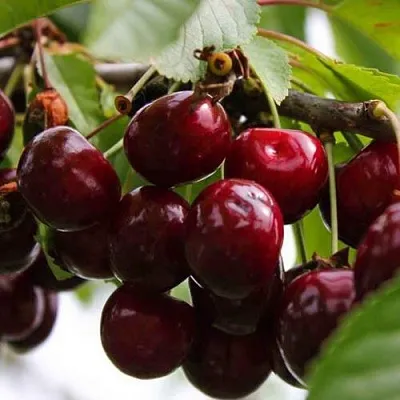 Вишня НОВОДВОРСКАЯ в Новосибирске