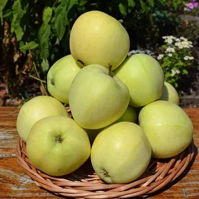 Яблоня ПАПИРОВКА  Яблоня ПАПИРОВКА в Новосибирске