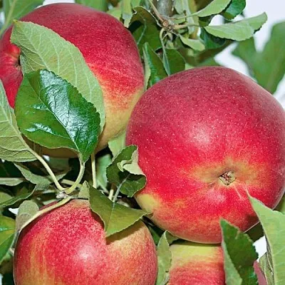 Яблоня СЕНАТОР колонновидная в Новосибирске