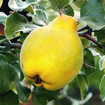 Айва РУМО  Айва РУМО в Новосибирске