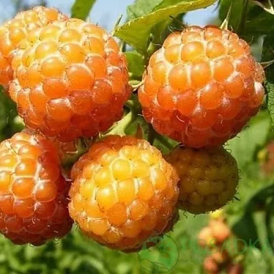 Малина КУМБЕРЛЕНД желтая  Малина КУМБЕРЛЕНД желтая в Новосибирске