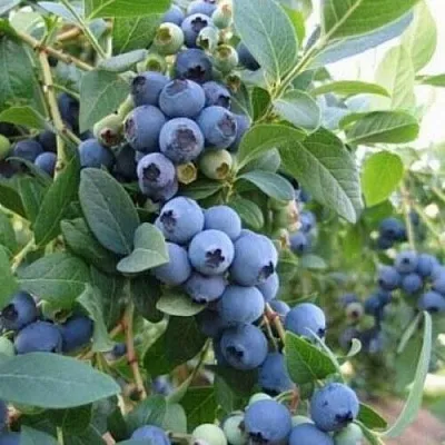 Голубика ЭЛЛИОТ  Голубика ЭЛЛИОТ в Новосибирске