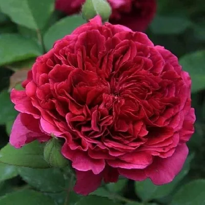 Саженцы роз ТЕСС ОФ ЗЕ ДЭРБЕРВИЛЛЬ английская в Новосибирске