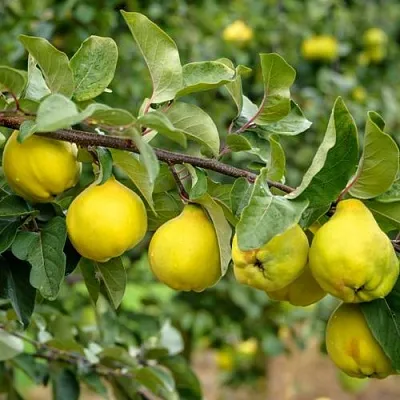 Айва ТРИУМФ  Айва ТРИУМФ в Новосибирске