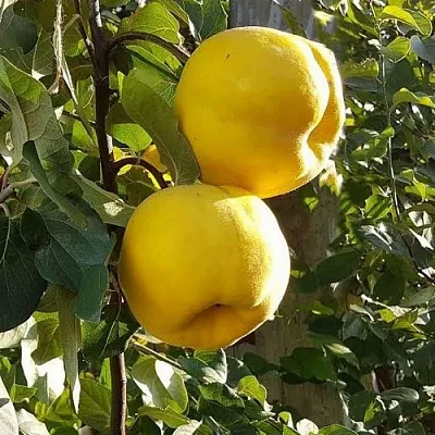 Айва МАРИЯ  Айва МАРИЯ в Новосибирске