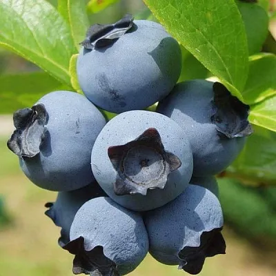 Сладкие сорта   Сладкие сорта  в Новосибирске