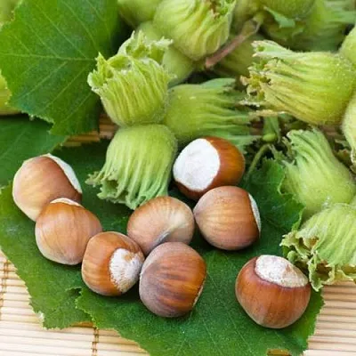 Фундук КРЕПКИЙ ОРЕШЕК  Фундук КРЕПКИЙ ОРЕШЕК в Новосибирске