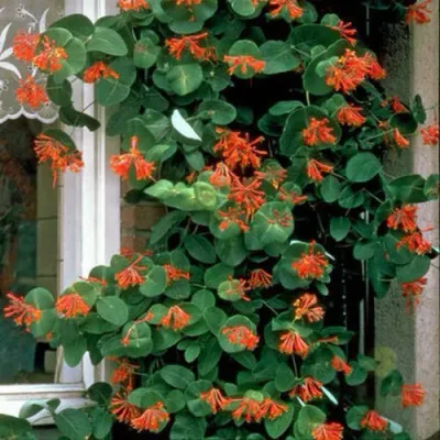 Жимолость ДРОМПОР СКАРЛЕТТ брауна в Новосибирске