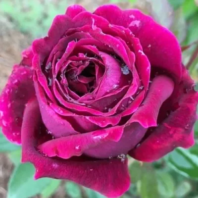 Саженцы роз РОЯЛ ПАЛАС японская в Новосибирске