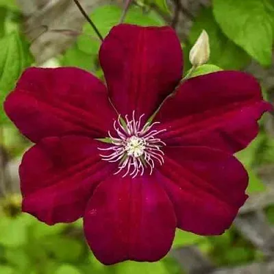 Клематис РУЖ КАРДИНАЛ  Клематис РУЖ КАРДИНАЛ в Новосибирске