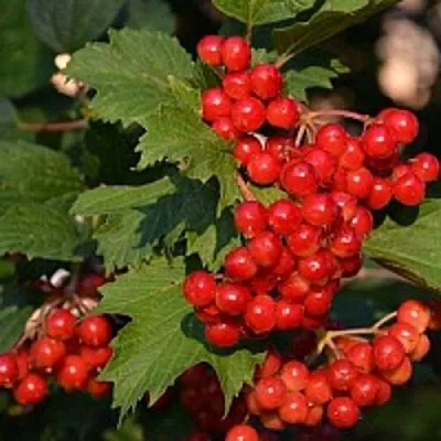 Калина  Калина в Новосибирске