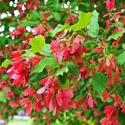 Клен татарский  Клен татарский в Новосибирске