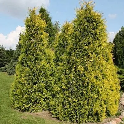 Туя АУРЕОСПИКАТА западная в Новосибирске
