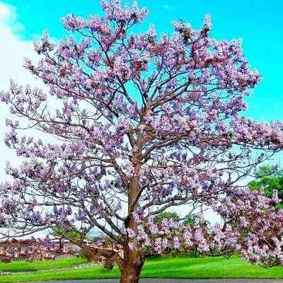 Павловния Павловния в Новосибирске