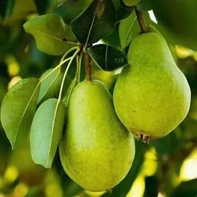 Груша СЕВЕРЯНКА колонновидная в Новосибирске