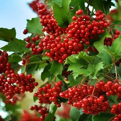 Калина ТАЕЖНЫЕ РУБИНЫ  Калина ТАЕЖНЫЕ РУБИНЫ в Новосибирске