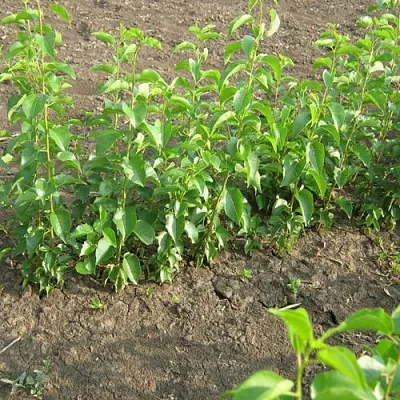 Подвой вишни АНТИПКА в Новосибирске