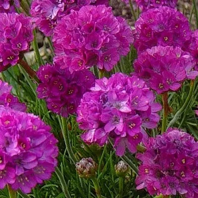 Армерия МОНИНГ СТАР ДИП РОУЗ  Армерия МОНИНГ СТАР ДИП РОУЗ в Новосибирске