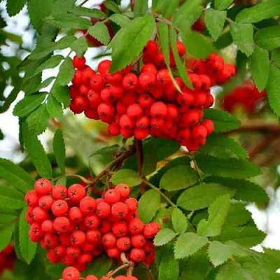 Рябина ОБЫКНОВЕННАЯ в Новосибирске