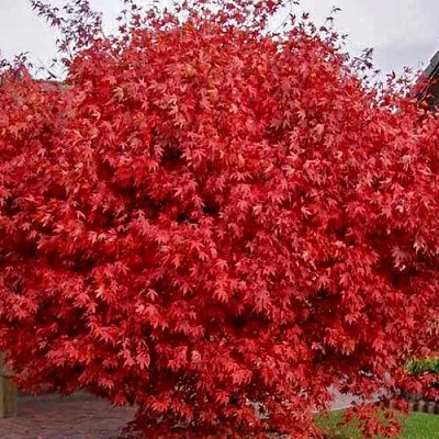 Клен гиннала   Клен гиннала  в Новосибирске