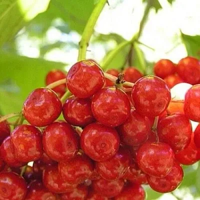 Калина КИЕВСКАЯ САДОВАЯ  Калина КИЕВСКАЯ САДОВАЯ в Новосибирске