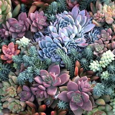 Суккуленты в Новосибирске