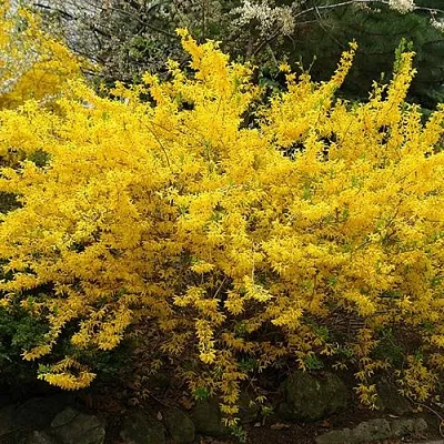 Форзиция ГОЛДЗАУБЕР средняя  Форзиция ГОЛДЗАУБЕР средняя в Новосибирске