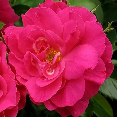 Саженцы роз ДЖОРДЖ ВАНКУВЕР флорибунда  Саженцы роз ДЖОРДЖ ВАНКУВЕР флорибунда в Новосибирске