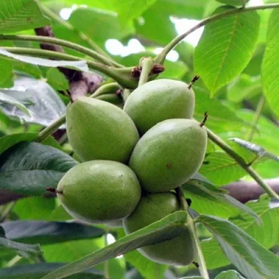 Орех маньчжурский МИЧУРИНЕЦ  Орех маньчжурский МИЧУРИНЕЦ в Новосибирске