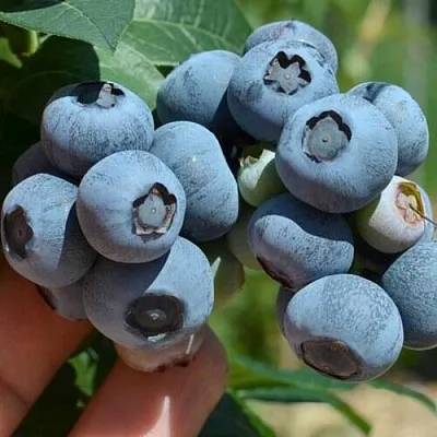 Голубика НЕЛЬСОН  Голубика НЕЛЬСОН в Новосибирске