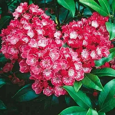 Кальмия КАРДИНАЛ  Кальмия КАРДИНАЛ в Новосибирске