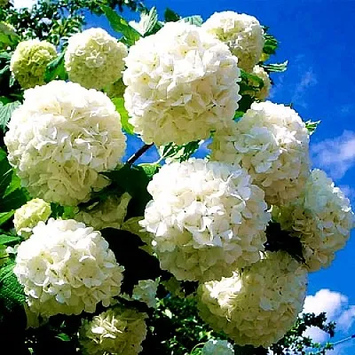 Калина БУЛЬДЕНЕЖ  Калина БУЛЬДЕНЕЖ в Новосибирске