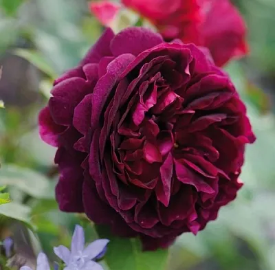 Саженцы роз МАНСТЕД ВУД английская  Саженцы роз МАНСТЕД ВУД английская в Новосибирске